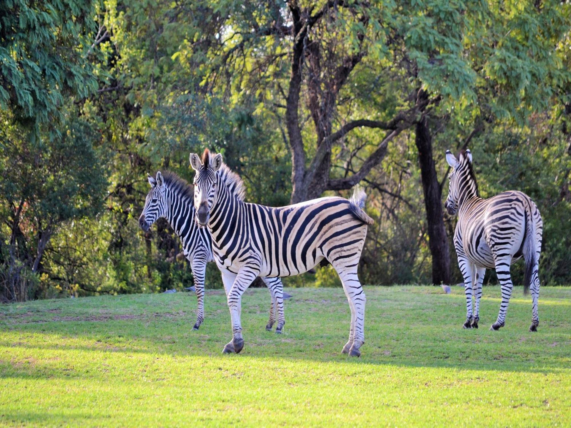 Elements Private Golf Reserve Bela-Bela Εξωτερικό φωτογραφία